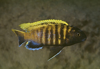 Tropheops sp. 'red fin' Kakusa